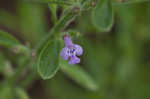 Drummond's false pennyroyal